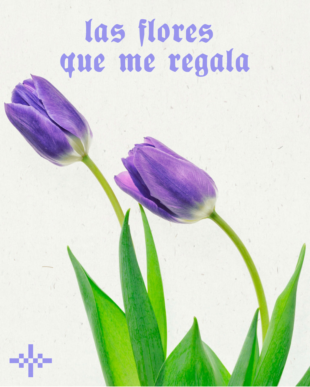 tulipanes marchitando